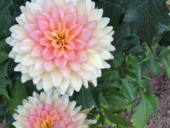 dahlias