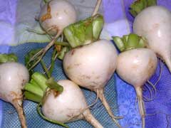 baby turnips!