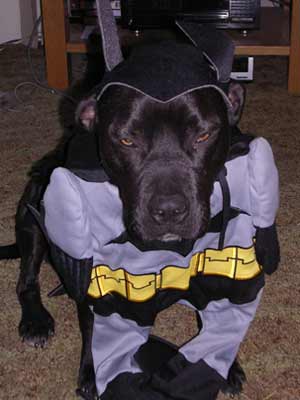 Shadow Doesn't Like His Costume