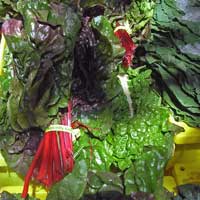 Farmer's Market Chard