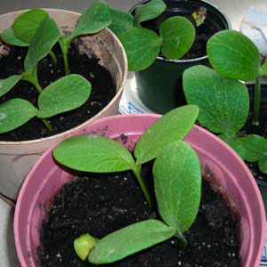 Pumpkin Sprouts