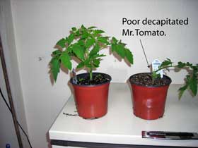 poor mr. tomato