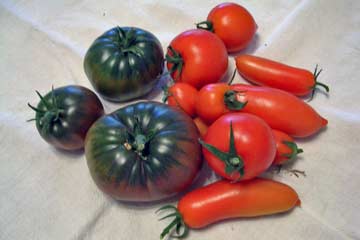 My Tomatos