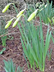 daffodil