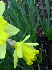 daffodil