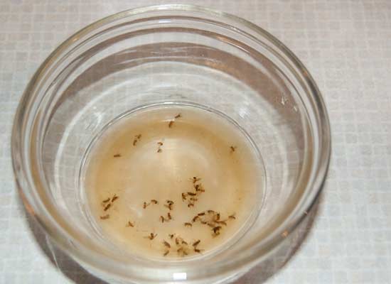 Yummy fruit fly salad dressing