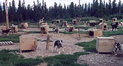 Iditarod Racers