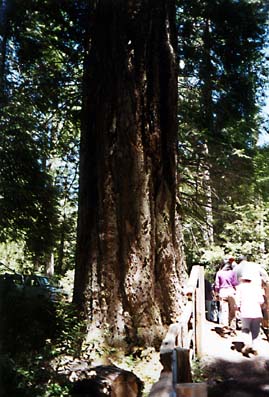 Port Orford Cedar